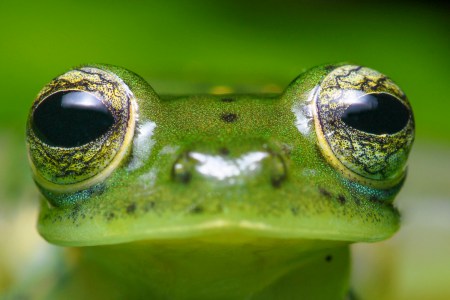 Discovering Colombia’s Herping Havens: A Comprehensive Guide for Reptile and Amphibian Enthusiasts